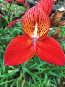 All About Cool-Climate Orchids Image